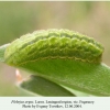 plebeius argus leningrad larva 1